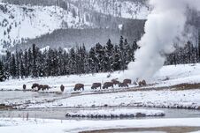 Bison-Buffallo Take Advantage Of A Thermal Pool In Yellowstone Stock Photography