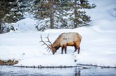 Large Male Elk Digs In Snow For Grass To Eat Stock Photography