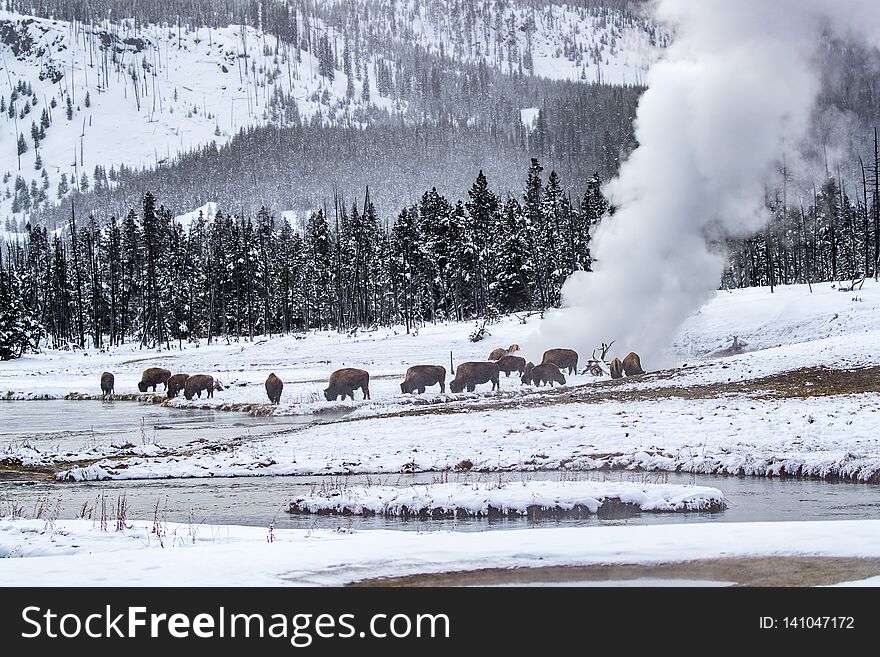 Bison-Buffallo take advantage of a thermal pool in Yellowstone