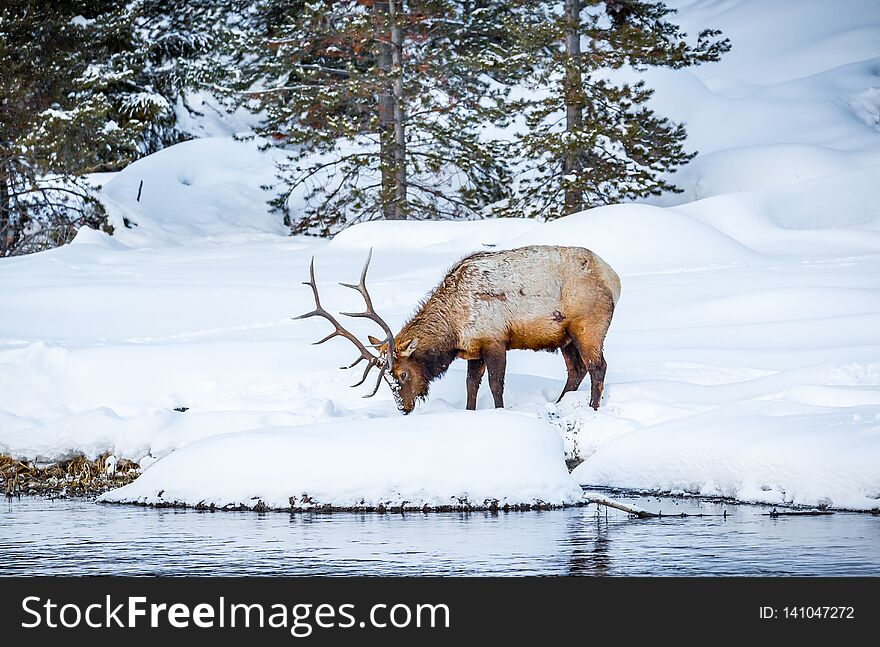 Large male elk digs in snow for grass to eat