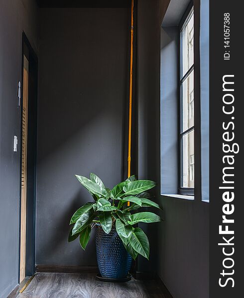 Indoor plants in a modern cozy interior. Concept for interior design