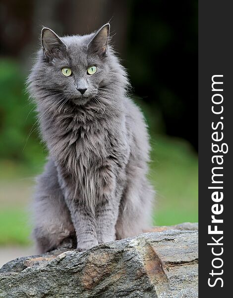 A blue norwegian forest cat female sitting on a stone in garden in the summertime. A blue norwegian forest cat female sitting on a stone in garden in the summertime