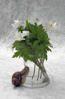 Still-life In Windflower And Snail Still-life In Windflower And Snail