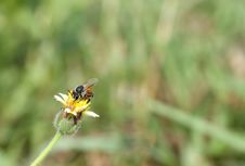 Bee Royalty Free Stock Photo