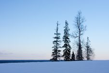 Silhouettes Of Trees Stock Images Silhouettes Of Trees Stock Images