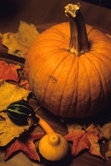 Pumpkin And Leaves Stock Photo Pumpkin And Leaves Stock Photo