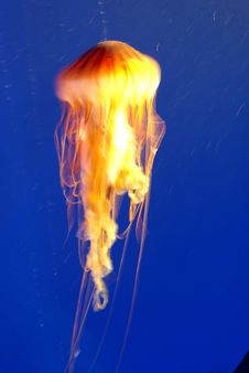 Jellyfish Stock Image