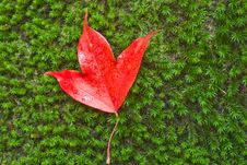 Leaf Of Maple Royalty Free Stock Photo Leaf Of Maple Royalty Free Stock Photo