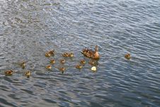 Family Of Ducks Royalty Free Stock Image