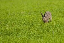 Hare Running Through Green Grass Royalty Free Stock Photos