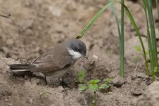 Lesser Whitethroat On Ground Royalty Free Stock Photos Lesser Whitethroat On Ground Royalty Free Stock Photos