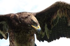 Bird Of Prey-eagle Stock Photos