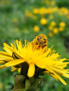 Honeybee On Dandelion Stock Photo Honeybee On Dandelion Stock Photo