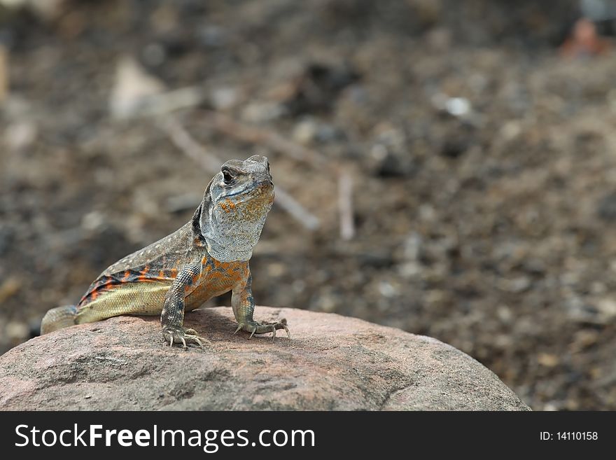 Photos iguana pattern lateral white under chin