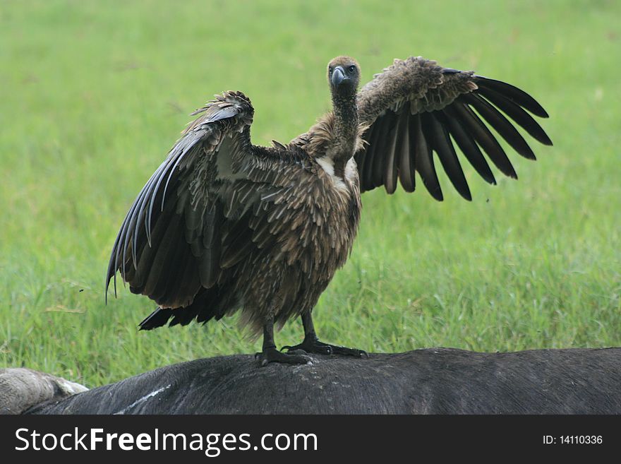 Africa Tanzania close-up of vulture bird of prey. Africa Tanzania close-up of vulture bird of prey