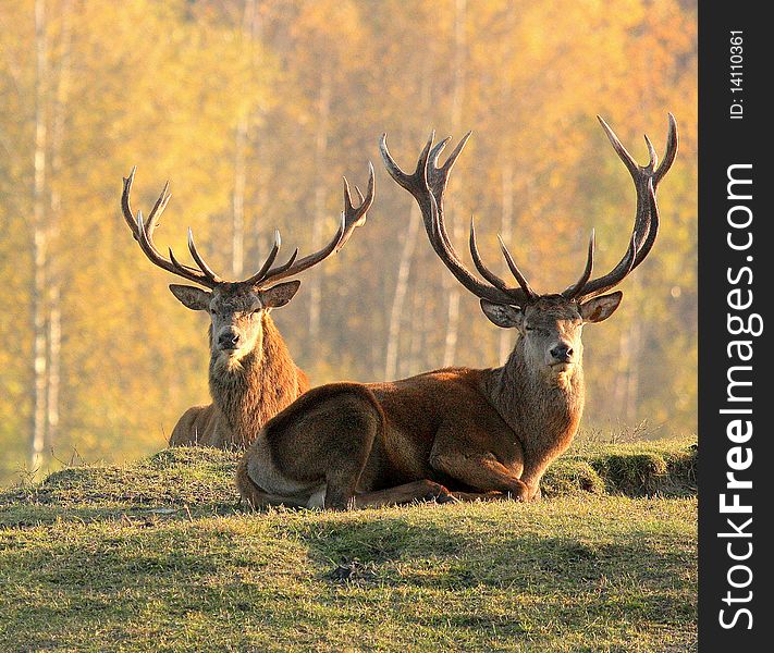 TWO DEERS LYING ON THE GRASS