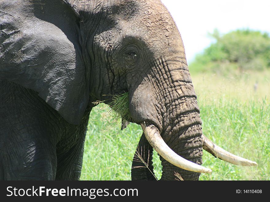 Africa Tanzania Elephant Image