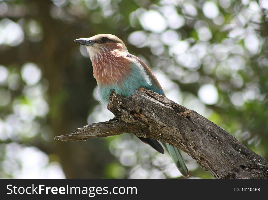 Africa Tanzania close-up bird typical, Lake Manyara