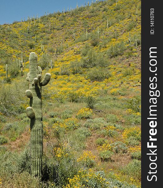 Saguaro cactus guarding the yellow hillside