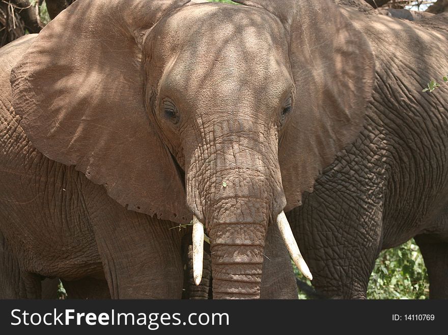 Africa Close-up big eplephant african with mantle brown. Africa Close-up big eplephant african with mantle brown