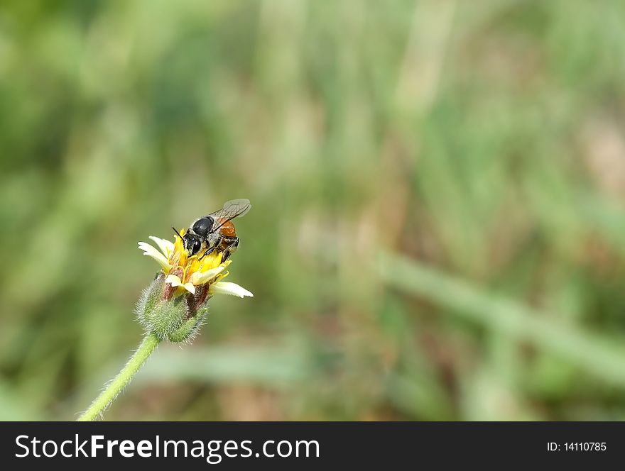 Bees and flowers, white, yellow