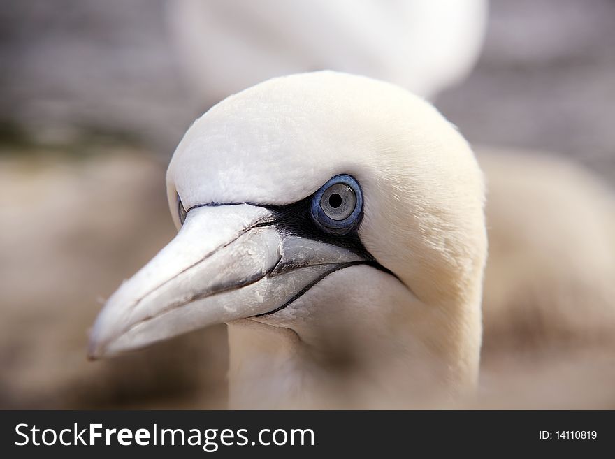 Head of a northern gannet