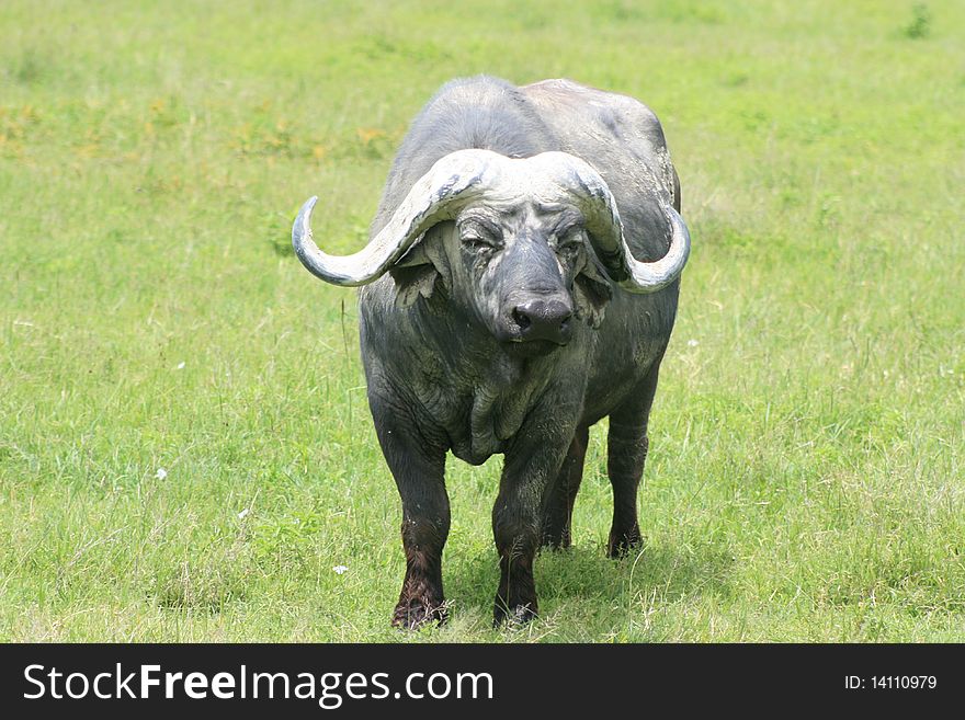 Africa Tanzania close-up buffalo. Africa Tanzania close-up buffalo