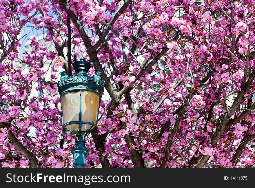 Spring blossoms in Paris with antique streetlight in foreground