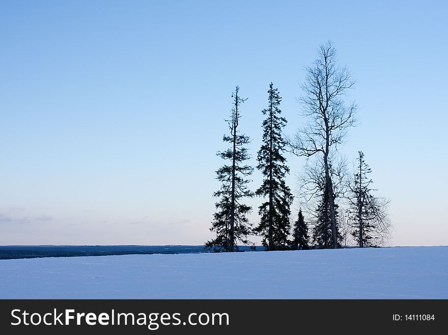 Silhouettes of trees at sunset. Winter, Finland.
