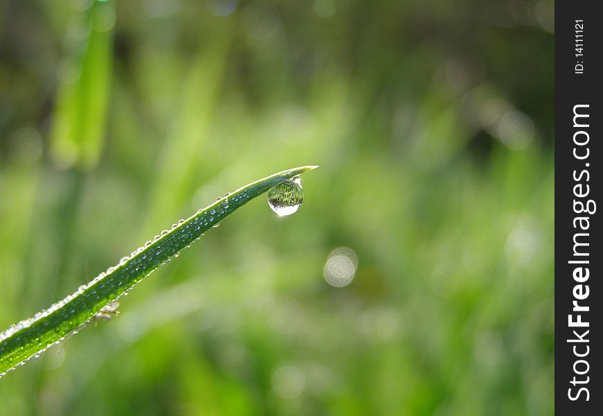 Dew Drops On The Grass