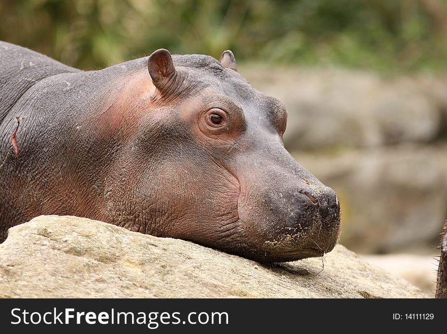 Animal: Baby hippo restings it head on a rock