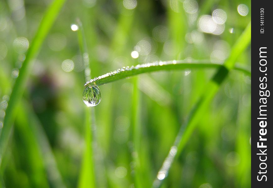 Dew Drops On The Grass