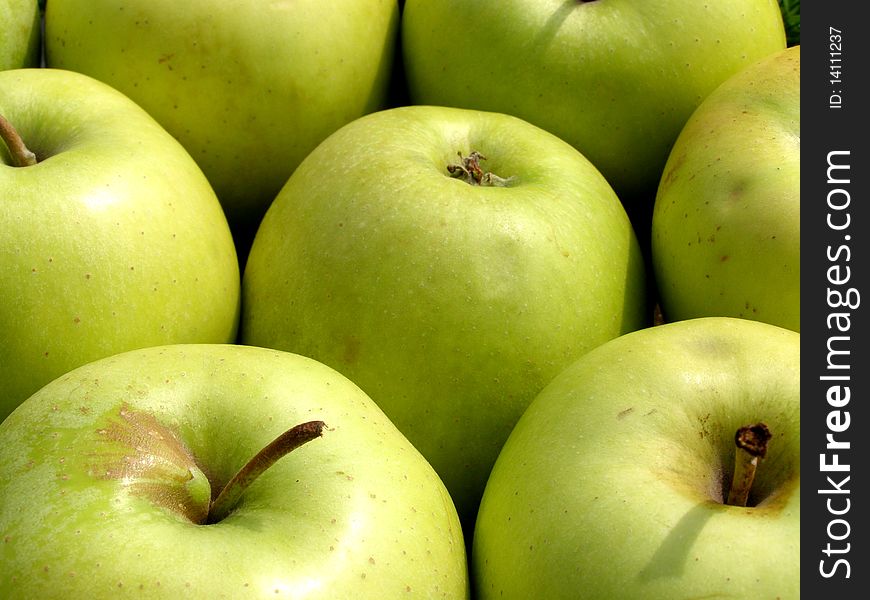Photo of fresh green apples from orchard. Photo of fresh green apples from orchard