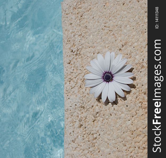 Split image, with water and a flower. Split image, with water and a flower