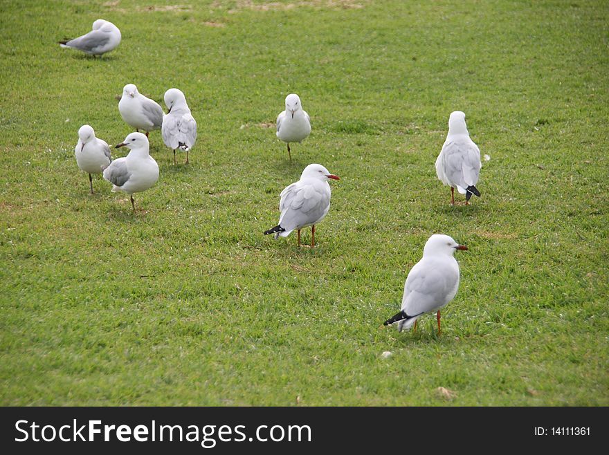 Group of seagull walking on grass