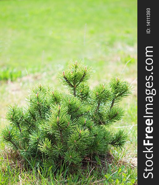 Photo of small pine on green background.