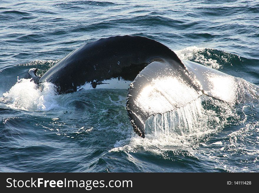 Tail of an humpback whale. Tail of an humpback whale