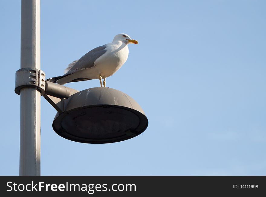 Seagull on a city light pole