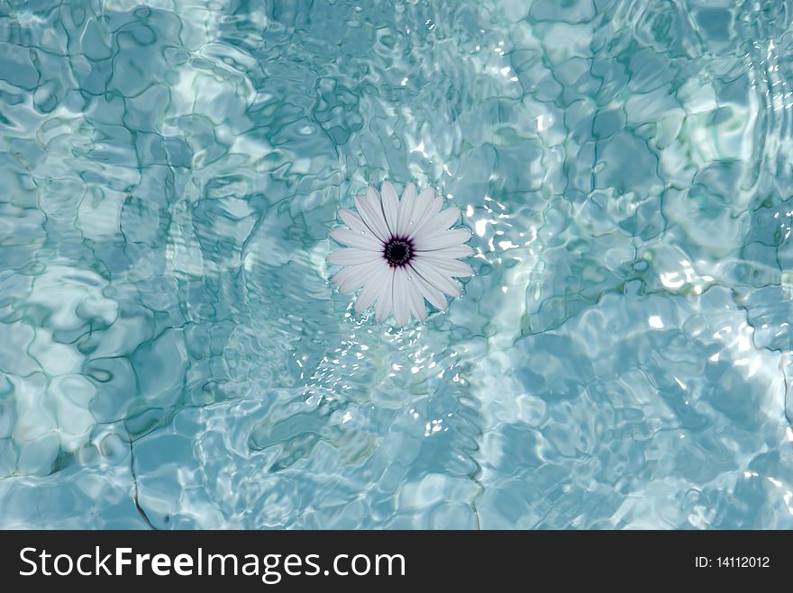 A flower floating in a swimming pool. A flower floating in a swimming pool