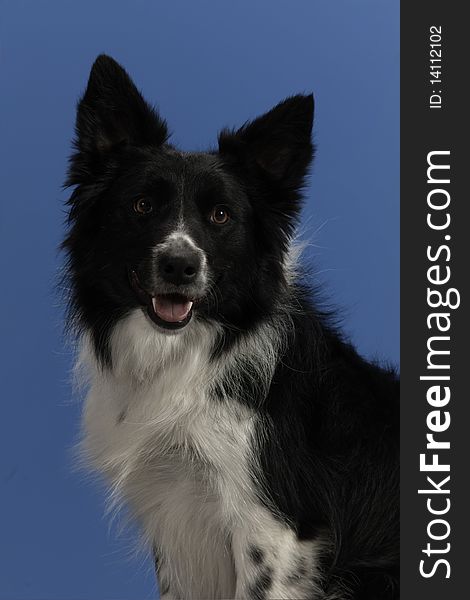 Pet Black & White Dog portrait on blue background