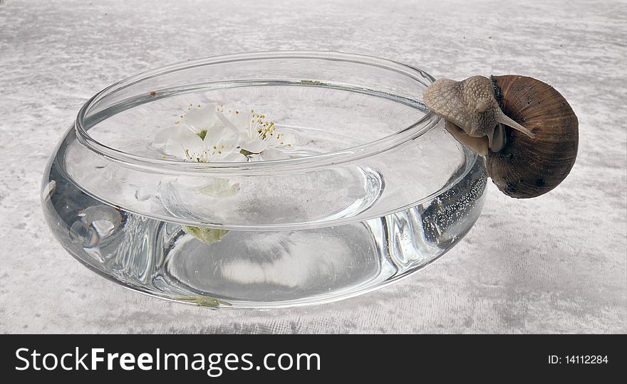 Cherry flowers in water. Glass vase and snail