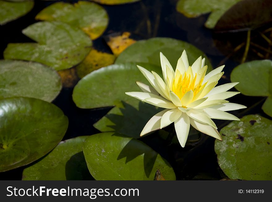 White-Yellow water lily in a pool