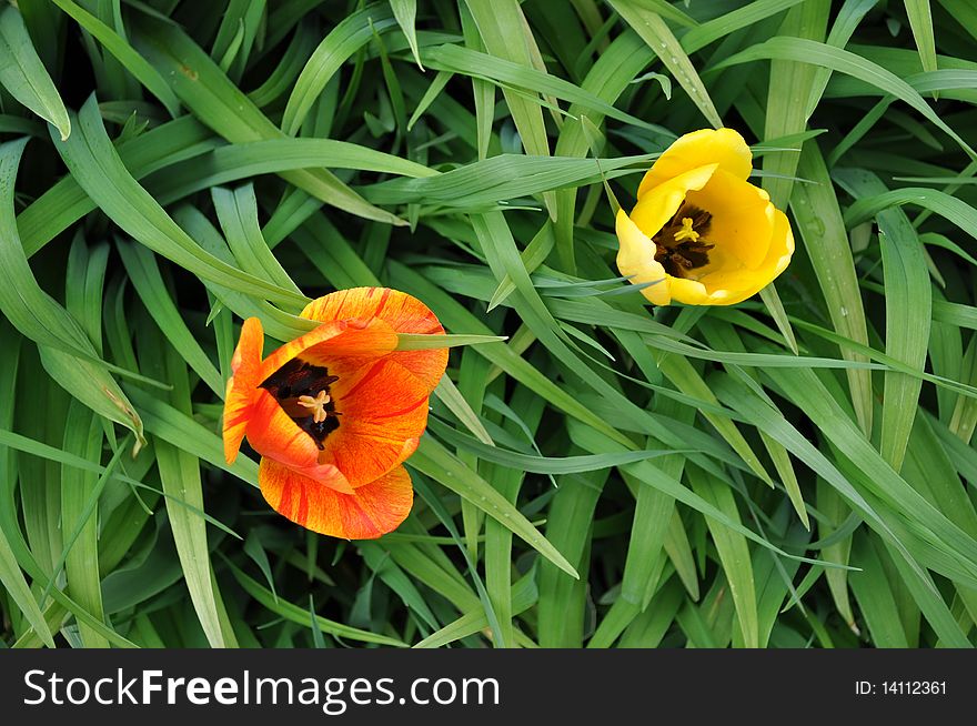 Two colorful tulips poke out of lily bed