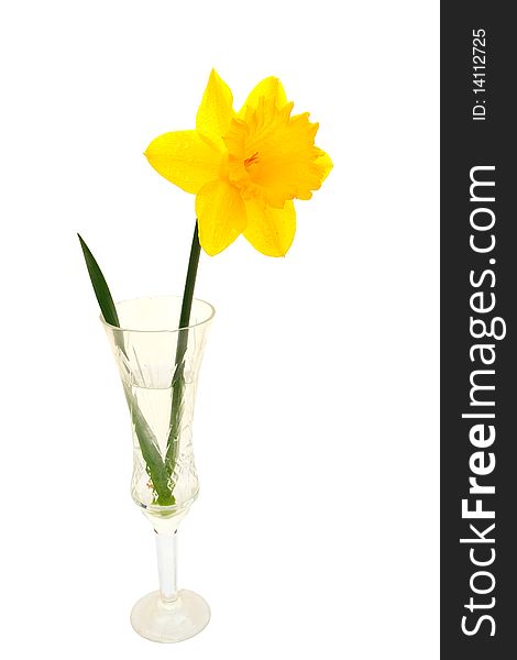 Yellow daffodil in the glass on a white background