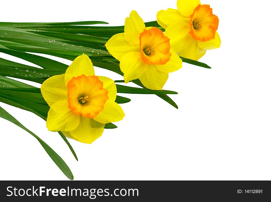 Bright yellow daffodils for scrapbooking and cards