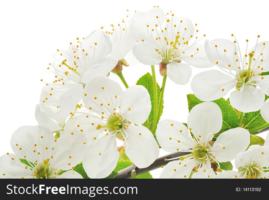 Branch with cherry blossoms isolated on white background. Branch with cherry blossoms isolated on white background