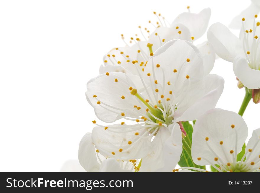 Branch with cherry blossoms isolated on white background. Branch with cherry blossoms isolated on white background