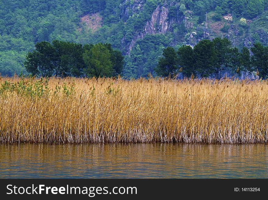 Reeds on the lake on a rainy day. Reeds on the lake on a rainy day
