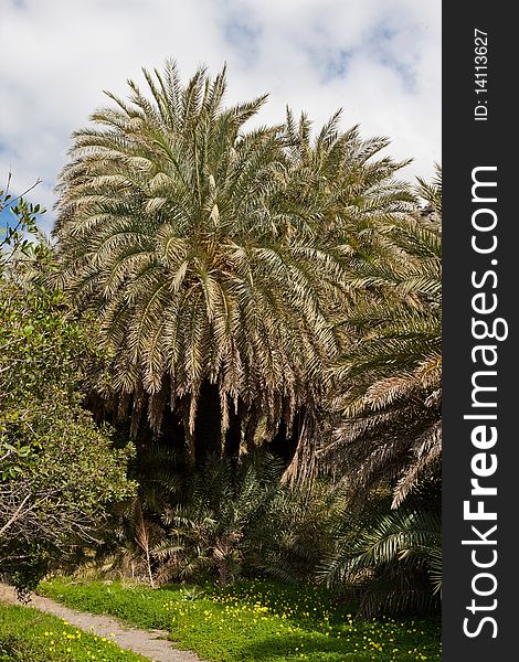 Palm trees at the Preveli Palm Forest in Crete, Greece