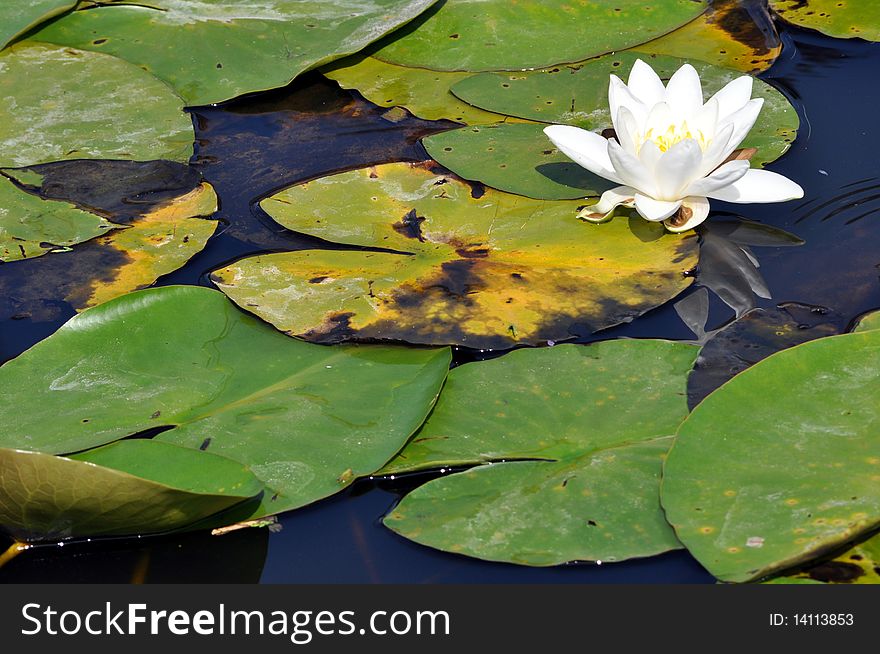 Water Lily Resting In A Pond